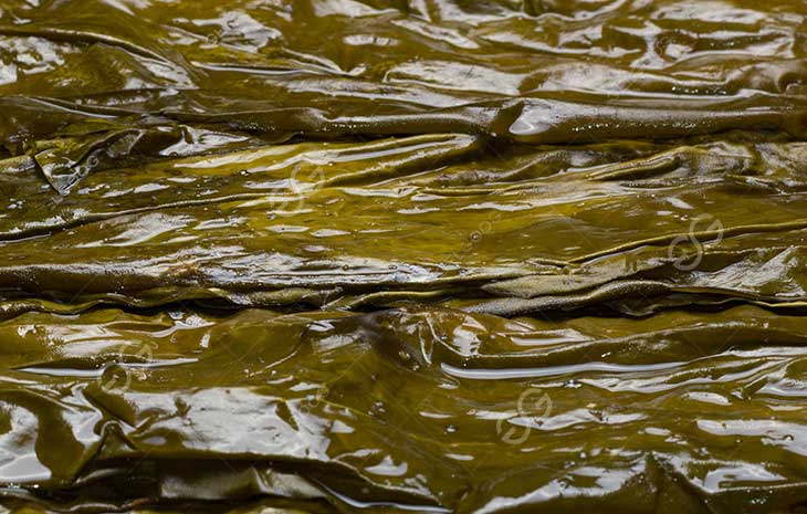 seaweed-drying